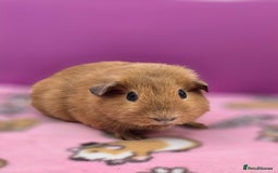 Guinea Pig rodents for sale: Californian Boar, Aby Sow & Self from Cali Sow - Image 1