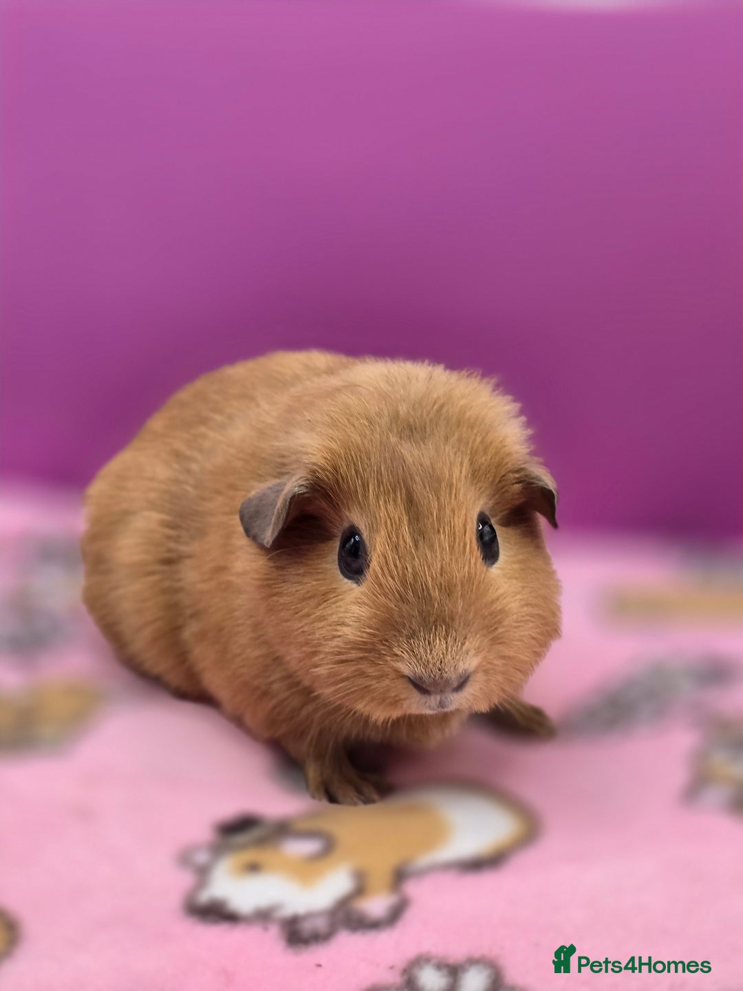 Guinea Pig rodents for sale: Californian Boar, Aby Sow & Self from Cali Sow - Image 1