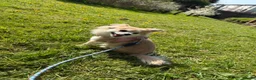 Pomchi dogs for sale: Beautiful baby pomchi! in Loughborough - Advert 2