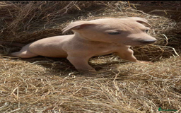 Lurcher dogs for sale: Lurcher puppy - Image 1