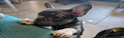 French Bulldog dogs for sale: Last 3 Gorgeous Female Frenchie Pups - Advert 11