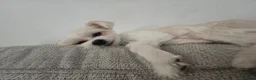 Mixed Breed dogs for sale: Hey there Delilah  - Advert 6