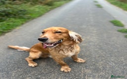Cocker Spaniel dogs for sale: Lively Cocker Spaniel - Teddy - Image 1