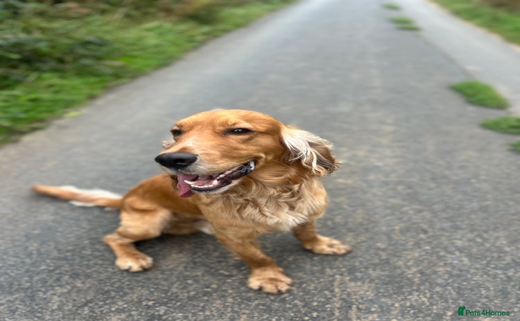 Cocker Spaniel dogs - Advert 16