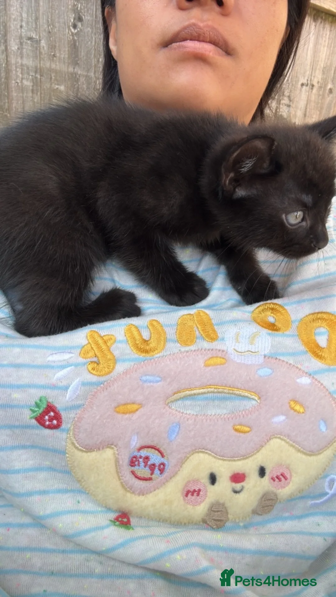 Mixed Breed cats for sale:  beautiful Three kittens. - Advert 2