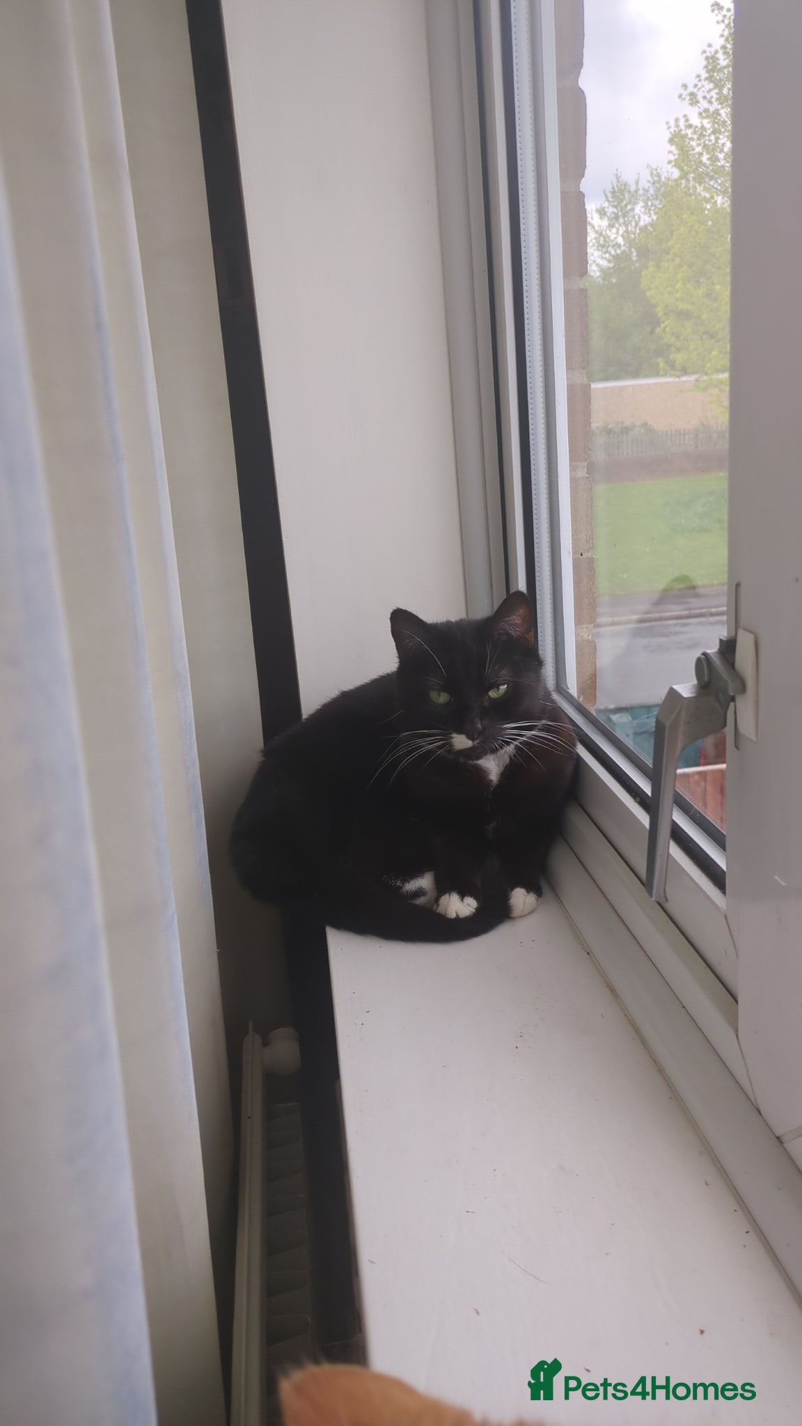 Domestic Shorthair cats Willow - Advert 1