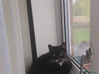 Domestic Shorthair cats Willow - Advert 2