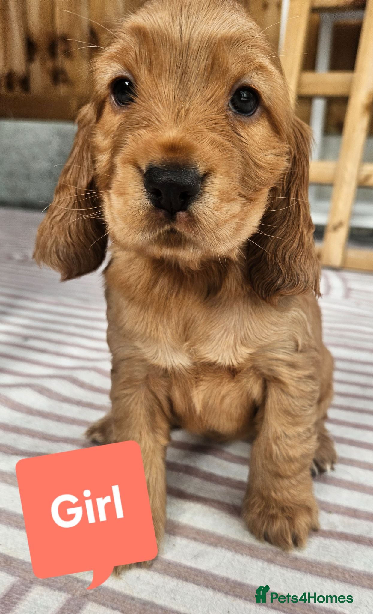 Cocker Spaniel dogs Show Cocker Spaniel - Advert 1