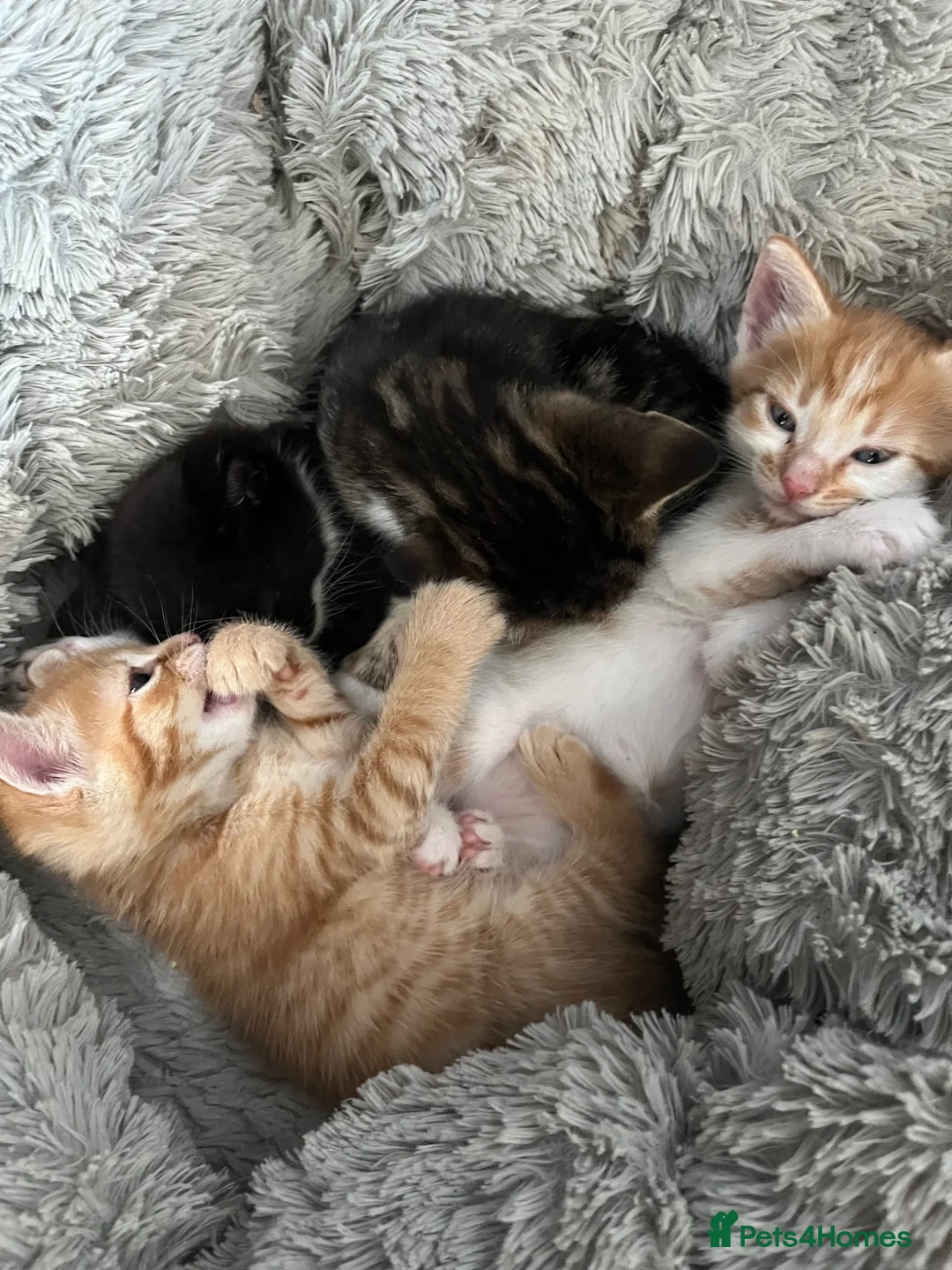 Mixed Breed cats for sale: Gorgeous kittens looking for homes - Advert 2