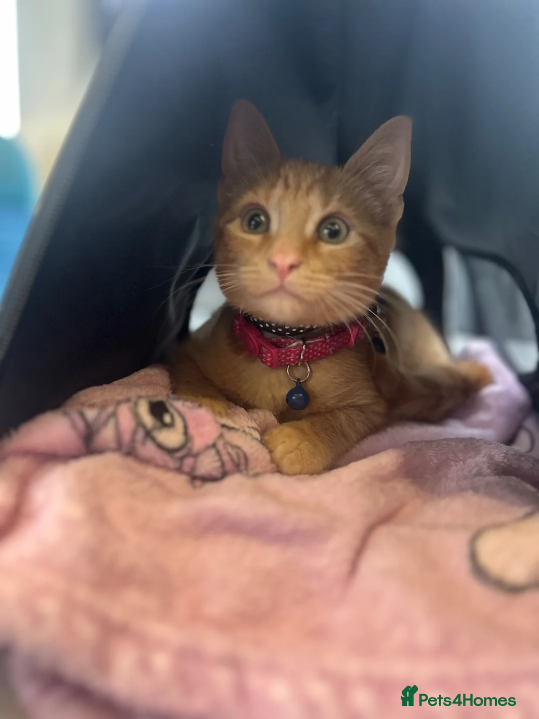 Mixed Breed cats for sale: Rehoming Ginger Kitten - Advert 3