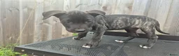 Presa Canario dogs for sale: Presa Canario Puppies ♥️  - Advert 2