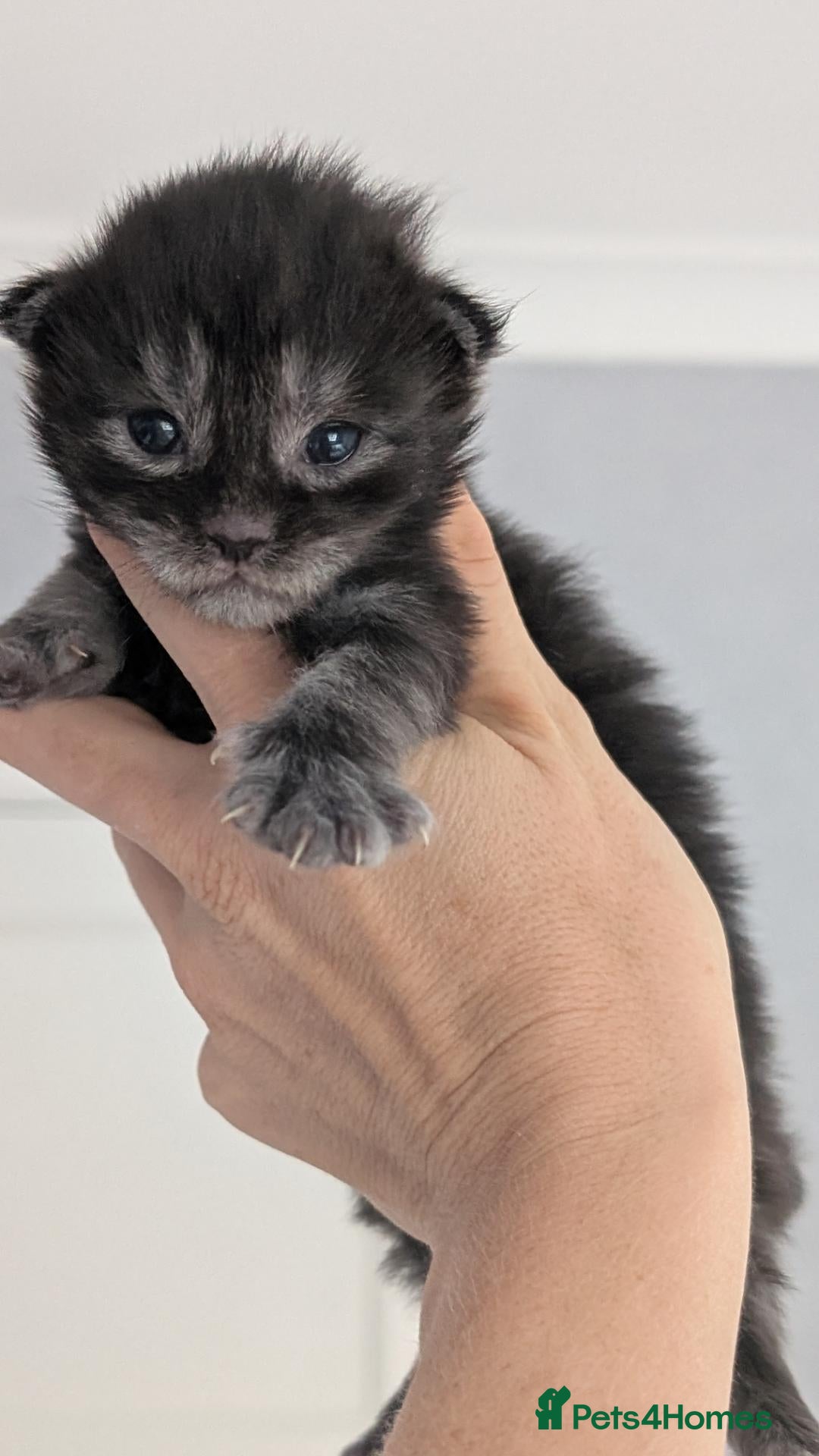 Maine Coon cats Black&Black Smoke Tica registered  - Advert 1