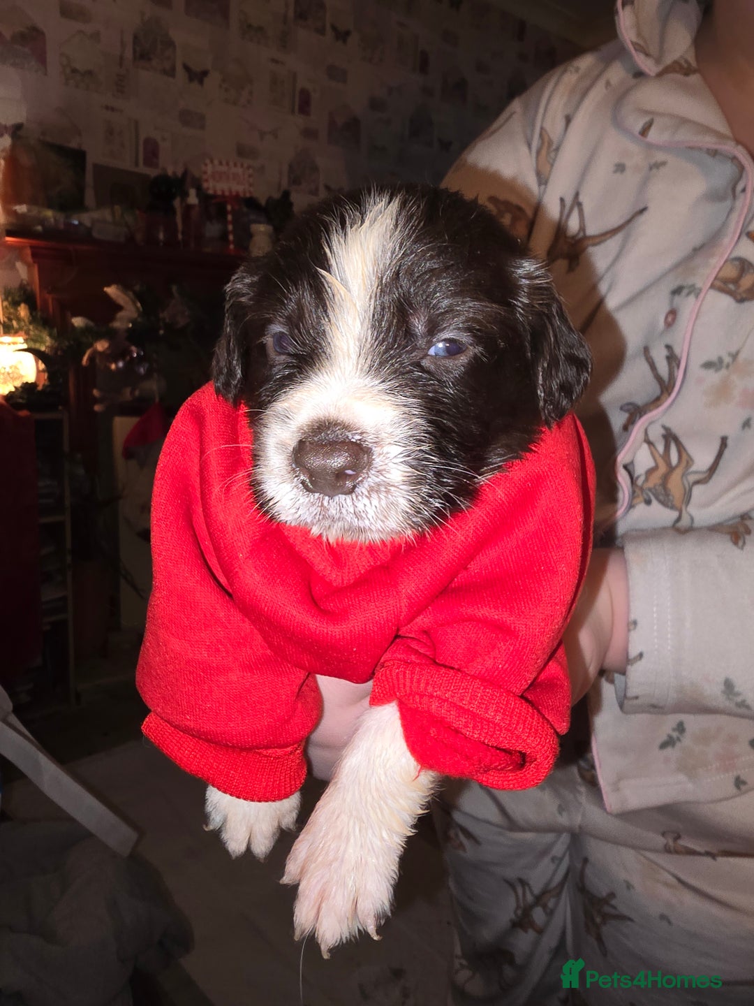 Mixed Breed dogs for sale: Beautifull sprollie pups - Advert 5