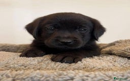 Labrador Retriever dogs for sale: Playful black & golden Labrador pups - Image 6