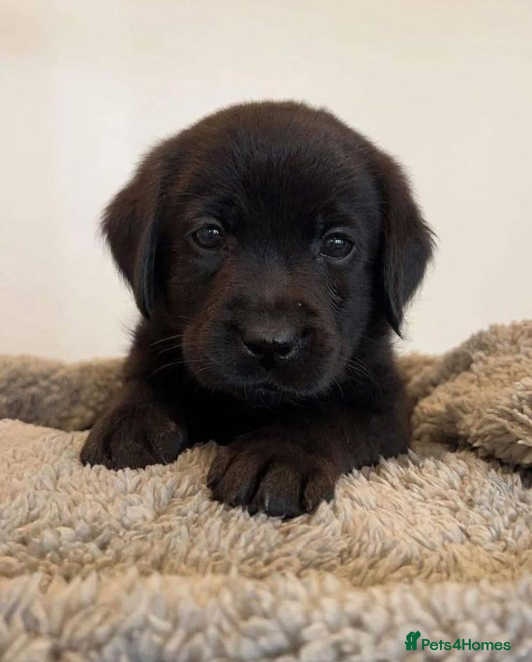 Labrador Retriever dogs for sale: Playful black & golden Labrador pups - Image 6