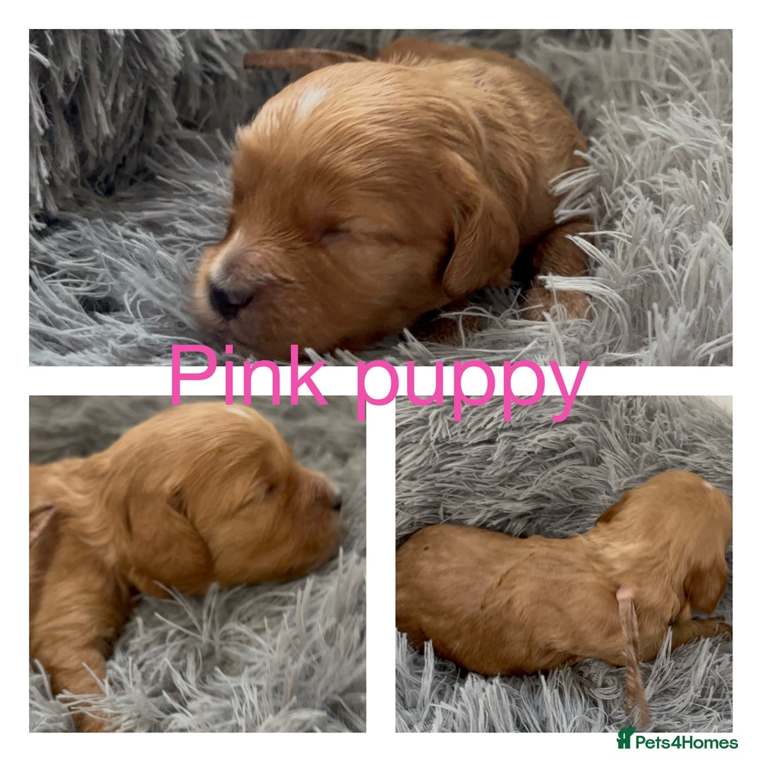 Cavapoo dogs for sale: Gorgeous F1 Cavapoo puppies. Health tested parents - Advert 25