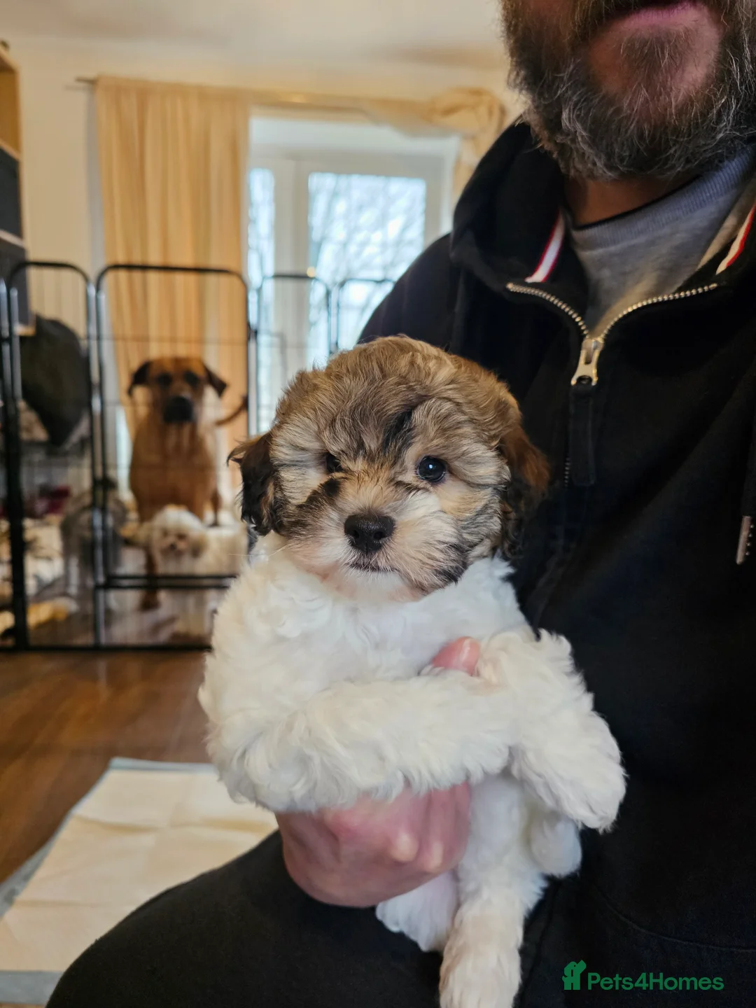 Shihpoo dogs for sale: Beautiful 3rd Generation Shihpoos  - Advert 12