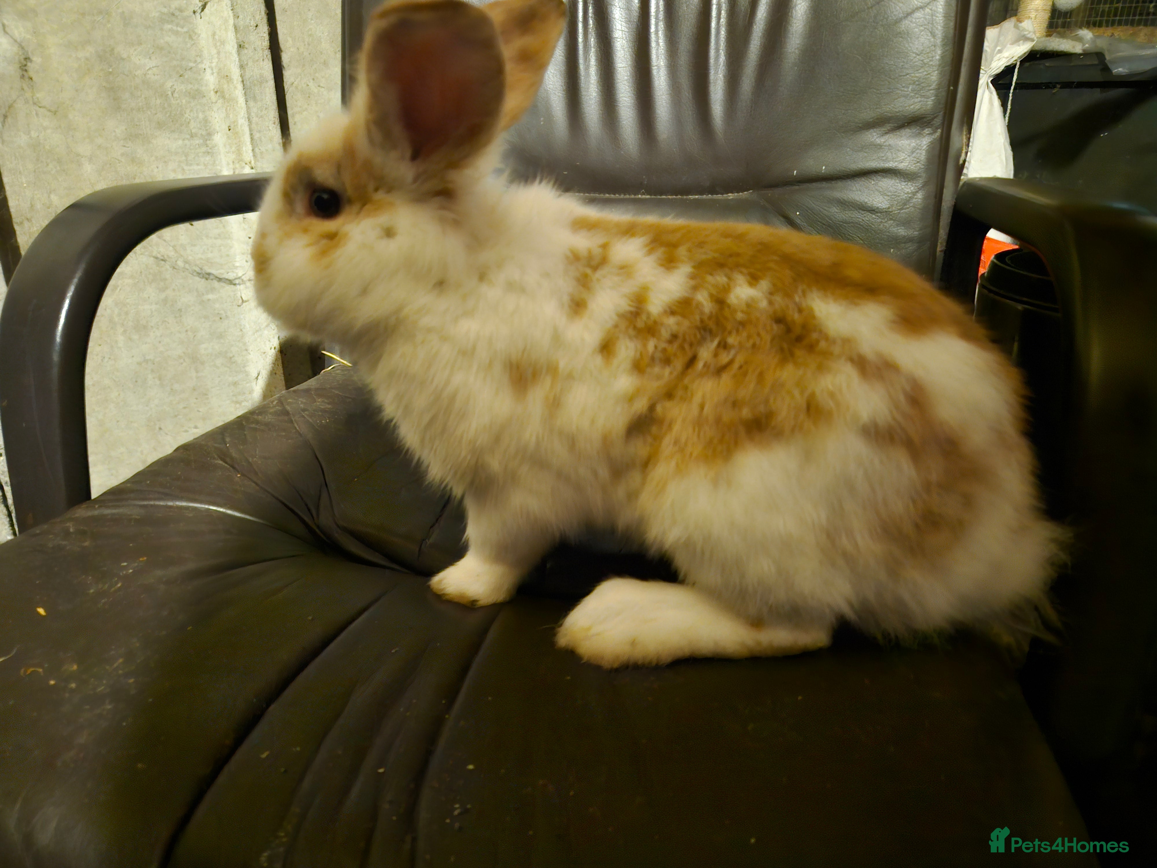 Mixed Breed rabbits Selection of rabbits for sale - Advert 20