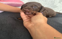 Miniature Dachshund dogs for sale: Miniature dachshund puppies - Image 7