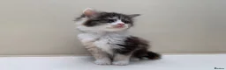 Mixed Breed cats for sale: Gorgeous Long Haired Siberian Cross Kittens  - Advert 12
