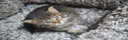 Mixed Breed cats for sale: Beautiful kittens, mixed Breed. - Advert 17