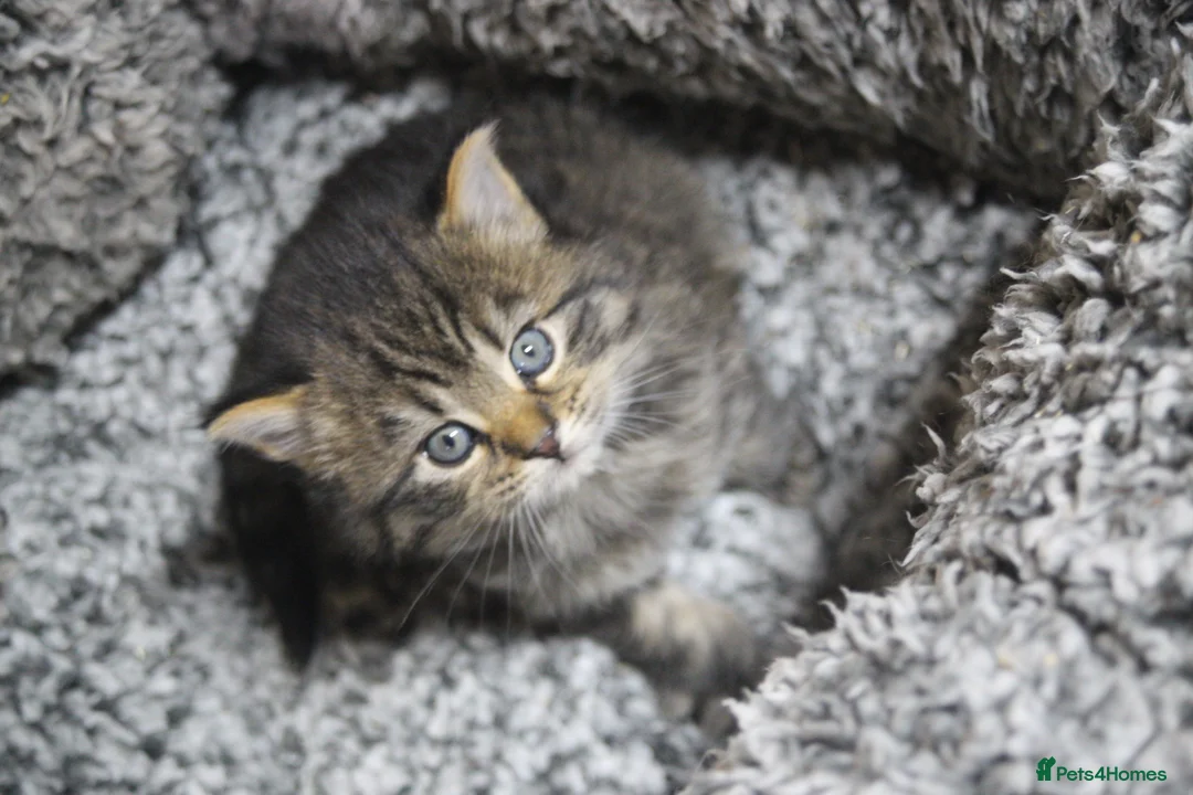 Mixed Breed cats for sale: Beautiful kittens, mixed Breed. - Advert 17