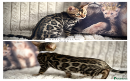Bengal cats for sale: STUNNING TICA REGISTERED FEMALE PET/BREEDER. X - Image 2