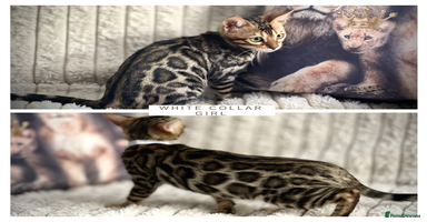 Bengal cats - Advert 7