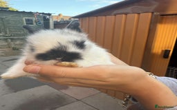 Mini Lion Lop rabbits for sale: Baby lion lops for sale  - Image 9