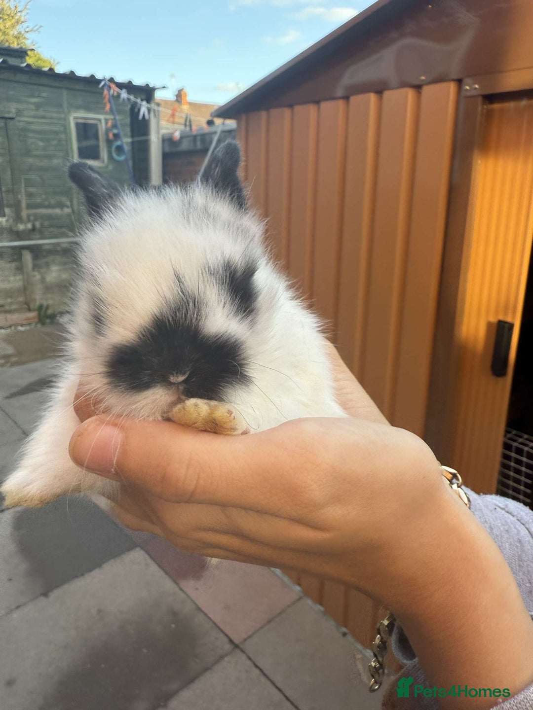 Mini Lion Lop rabbits for sale: Baby lion lops for sale  - Image 9
