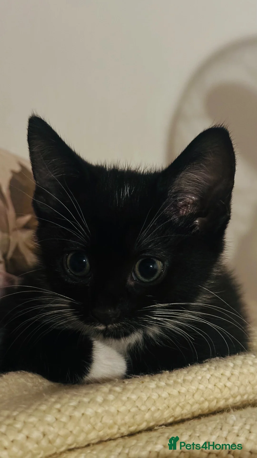 Mixed Breed cats for sale: Mixed breed kitten  in Sunderland - Advert 2