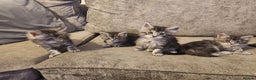 Maine Coon cats for sale: Maine coon kittens ready on 22/12/25 - Advert 9