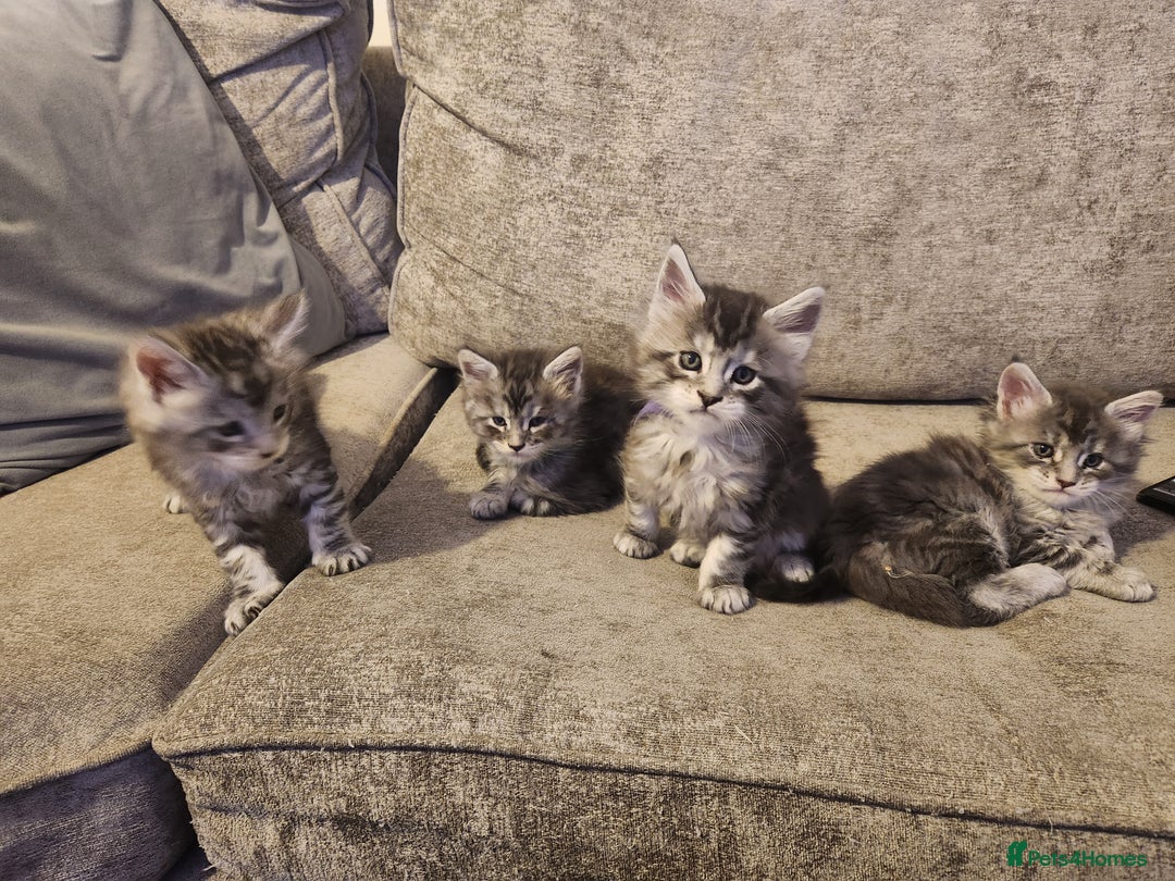 Maine Coon cats for sale: Maine coon kittens ready on 22/12/25 - Advert 9