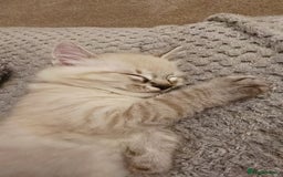 Mixed Breed cats for sale: Two beautiful kittens - Image 10