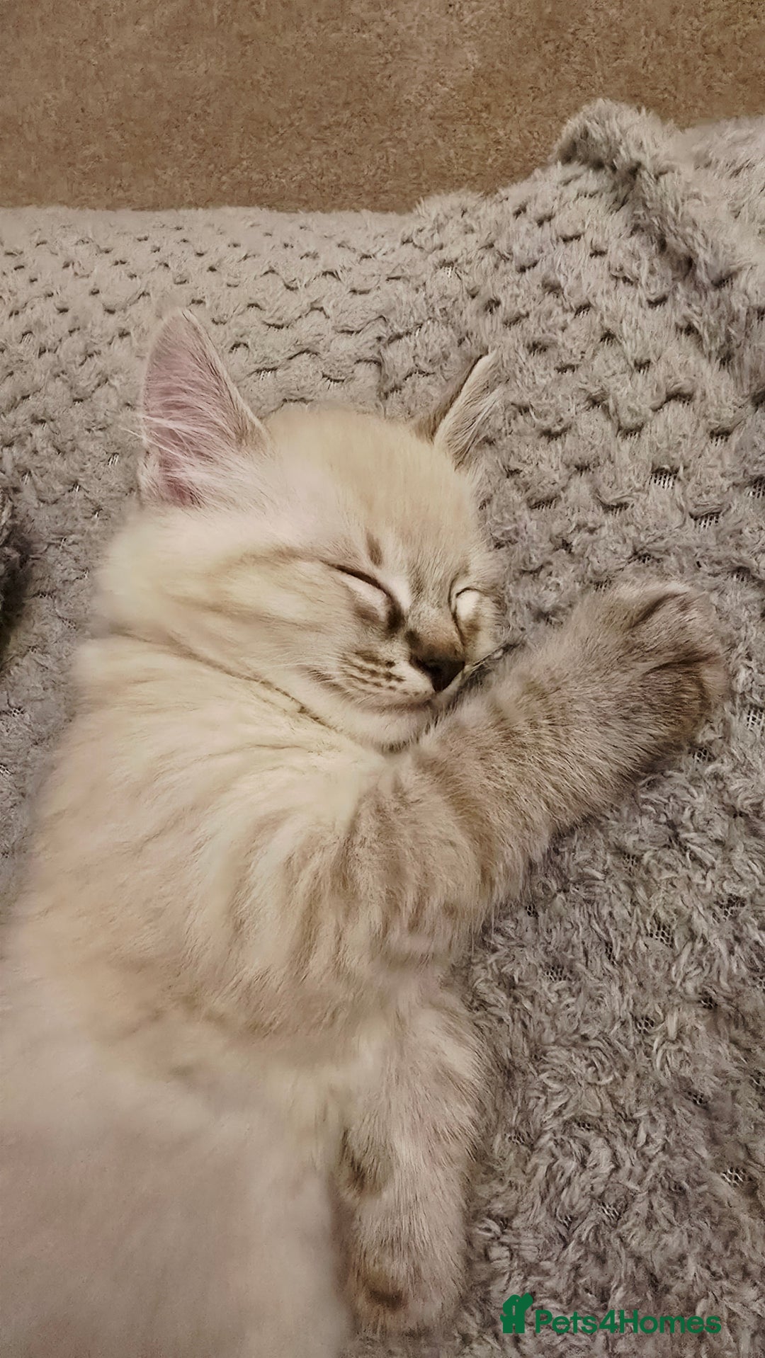 Mixed Breed cats for sale: Two beautiful kittens - Image 10