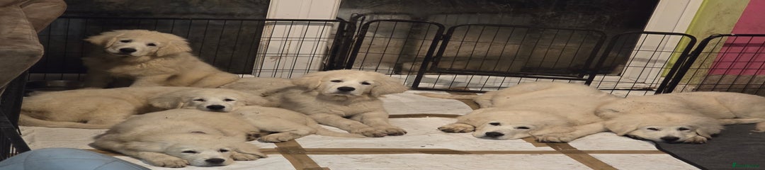 🐾 Ares Tatra Shepherds of Yorkshire – Calm, steady, strong 