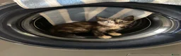 Mixed Breed cats for sale: Little best friends - Advert 19