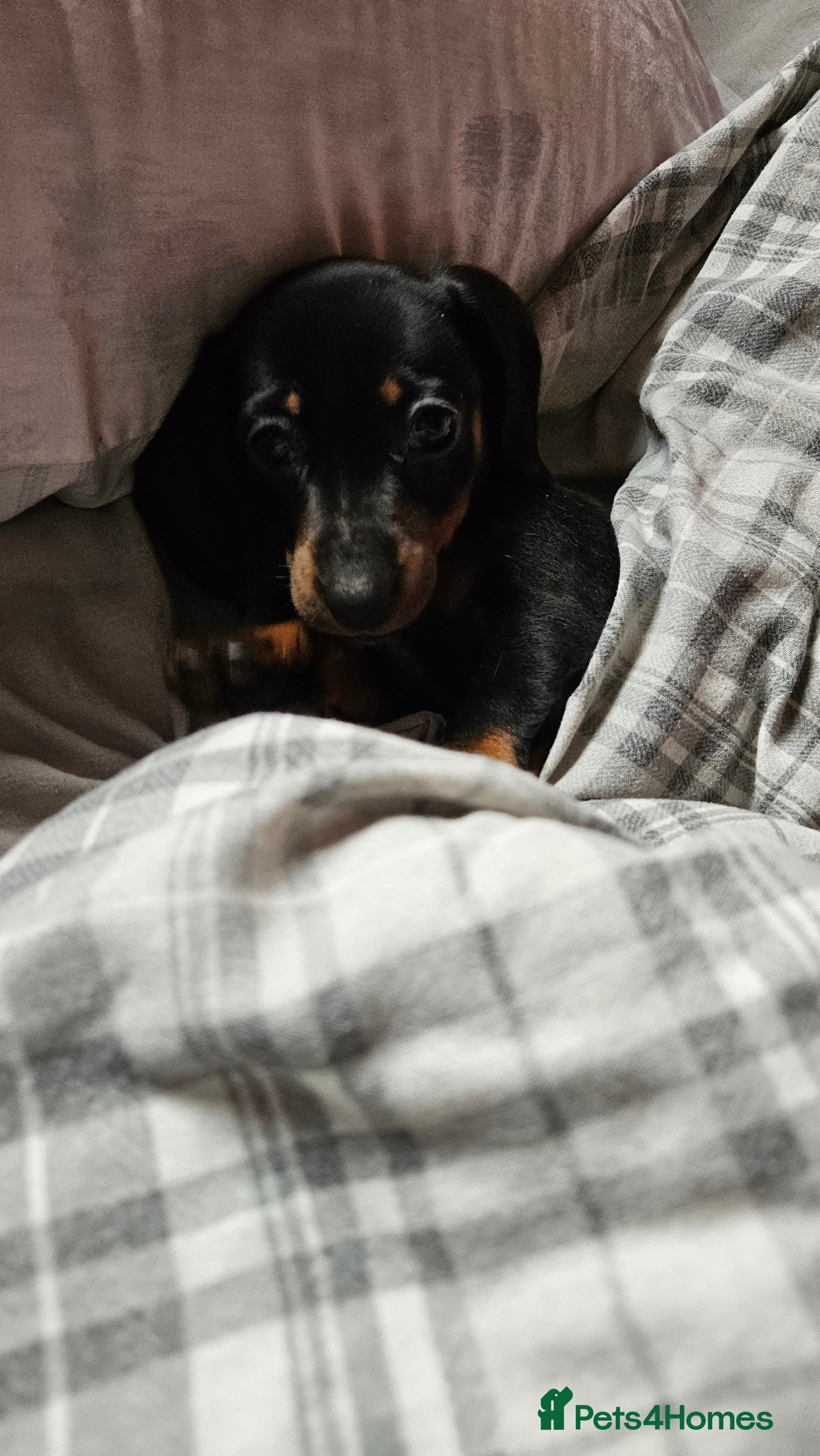 Miniature Dachshund dogs 12 week old miniature dachshund - Advert 4
