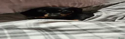 Miniature Dachshund dogs for sale: 12 week old miniature dachshund - Advert 1