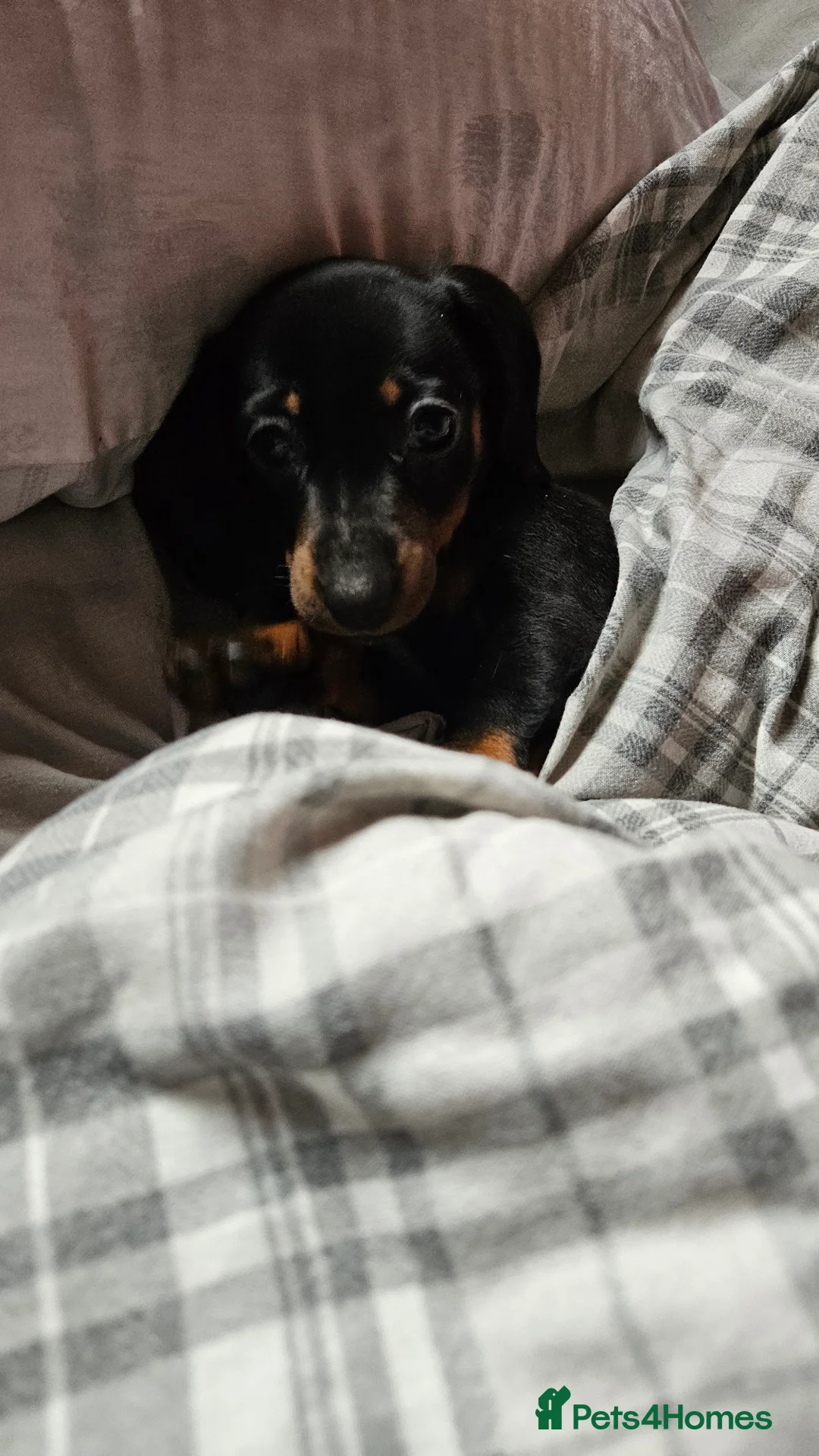Miniature Dachshund dogs for sale: 12 week old miniature dachshund - Advert 1