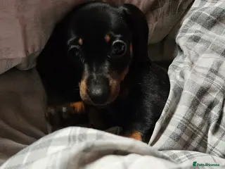 Miniature Dachshund dogs 12 week old miniature dachshund - Advert 4
