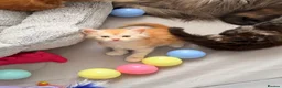 Maine Coon cats for sale: Rare Red Silver Maine Coon Kittens Available  in London - Advert 3