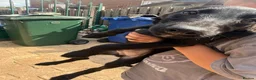 Mixed Breed dogs for sale: Bedlington whippet pups first cross READY TO GO - Advert 3