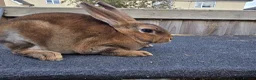 Mixed Breed rabbits for sale: A few breeds and age of rabbits  - Advert 5