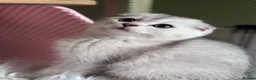 Scottish Fold cats for sale: 💎 Stunning TICA Reg. Scottish Fold Kittens 🐾 - Advert 7