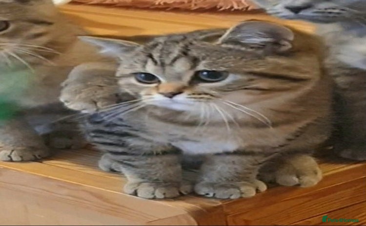 British Shorthair cats - Advert 9