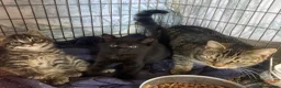 Mixed Breed cats for sale: Mainecoon kittys  - Advert 12