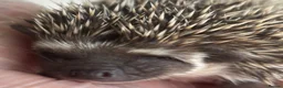 Pygmy Hedgehog rodents for sale: African Pygmy Hedgehog  in Eastleigh - Advert 4