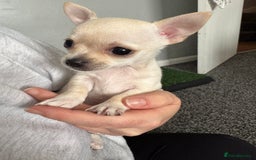 Chihuahua dogs for sale: 2 beautiful white chihuahua girls  - Image 4