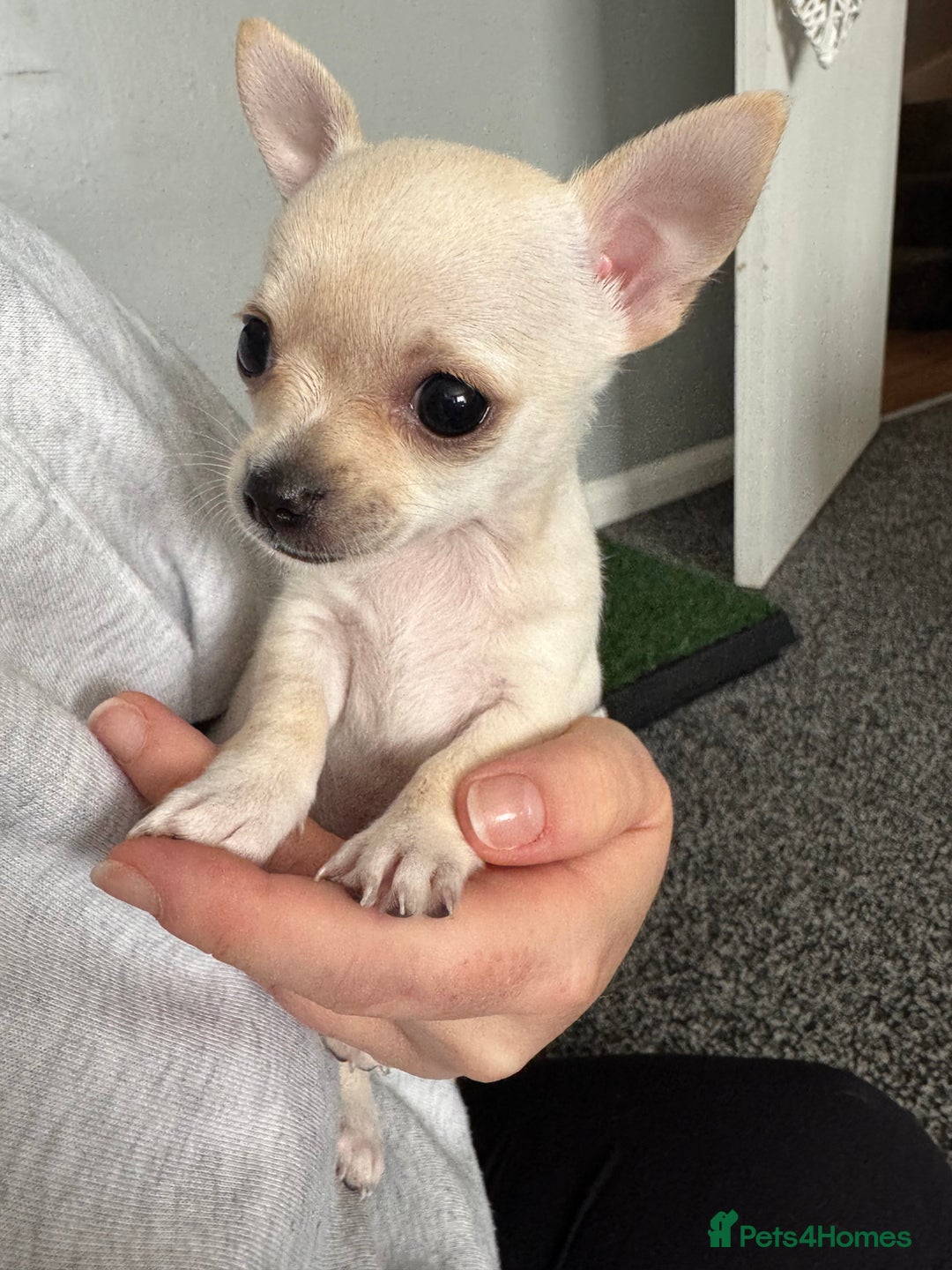 Chihuahua dogs for sale: 2 beautiful white chihuahua girls  - Image 4